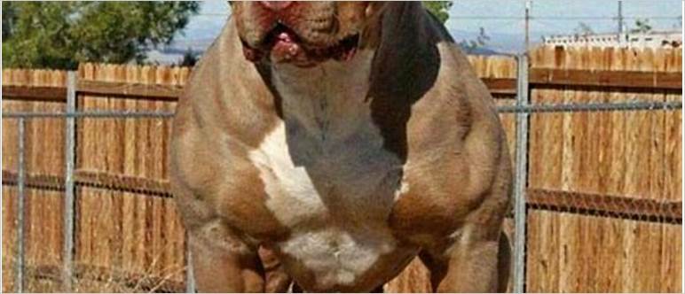 Muscle builder for dogs